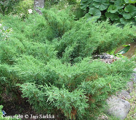 Juniperus sabina 'Mas', rohtokataja